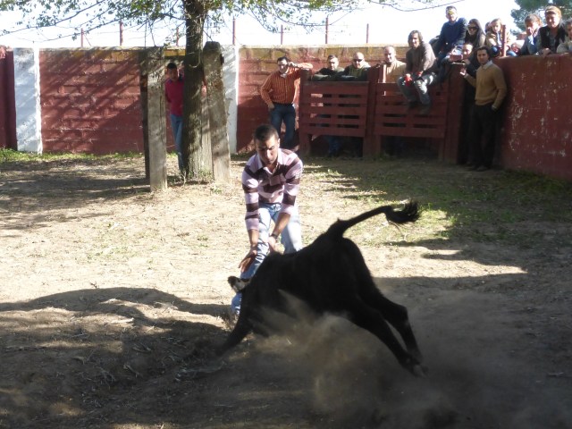 A manriqueño lad receives a bouncing charge from a female yearling. The onlookers balanced on the fence and behind the tree guards ready to assist once he has a grip.