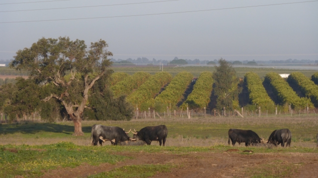 Some bulls munching away at their supplementary feed with orange plantations in the background. The ranch occupies a privileged position compared to many in terms of the quality of the grazing, but the bad winter will most likely see the grazing be supplemented for longer than normal.