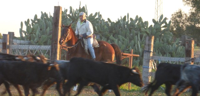 José, man of many talents, with his horse Bandolero herding youngstock on an Autumn morning.
