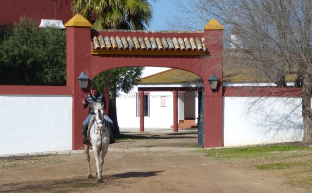 Joaquín and Cabezón (lthe horses name meaning literally “big-headed”) ride out of the yard to join me outside the gates, where I had been warming up a newer, less-experienced horse to make sure his head was in the right place to work with fighting stock.