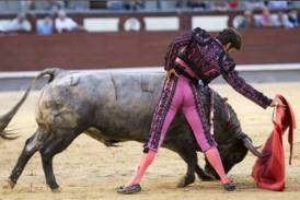 Number 14, the only five year-old bull fought on Sunday - Pérez Mota carries him long and low.