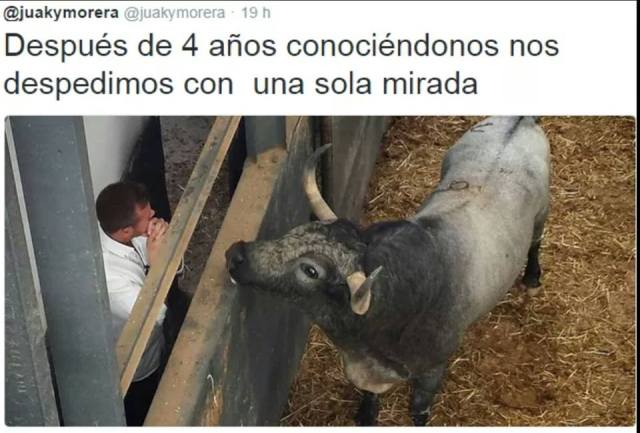 This photo has been doing the rounds on twitter. Bull number 9, Plateador, looks at the foreman, Joaquin, in the corrals of Las Ventas. The caption reads "After four years of getting to know each other, we say goodbye with a single look". Photos that convey the relationship between foremen and their bulls always seem to touch a nerve.