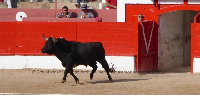 The entrance of the bull. The foreman can only watch intently from his barrier as the bull passes through the various stages of the performance. 