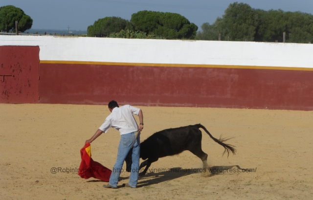 A friend and practical fan of the bulls takes part in an event held on the ranch to celebrate Spains national day. Antonio is one of my neighbours in Villamanrique de la Condesa, just a few minutes down the road from the estate.