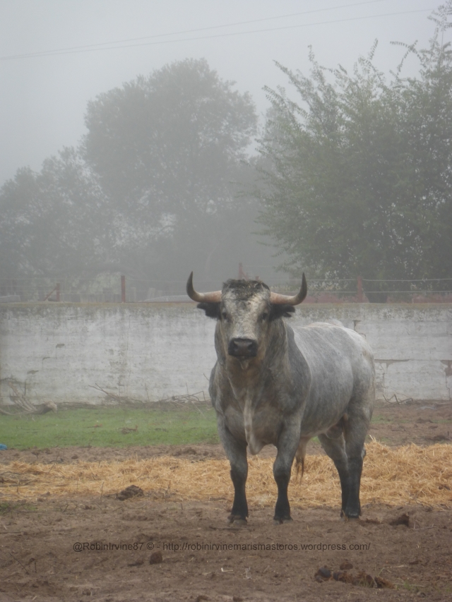 The king of the countryside in the morning fog.