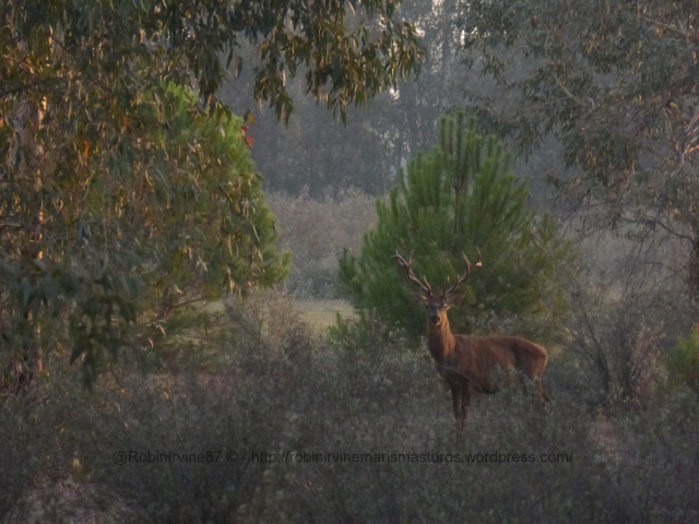 The other king of the countryside: a stag encountered on the road to El Rocio. The surrounding landscape and how it is divvied up legally and in terms of exploitation is also of interest to me.